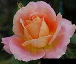 unknow artist Pink Orange Rose